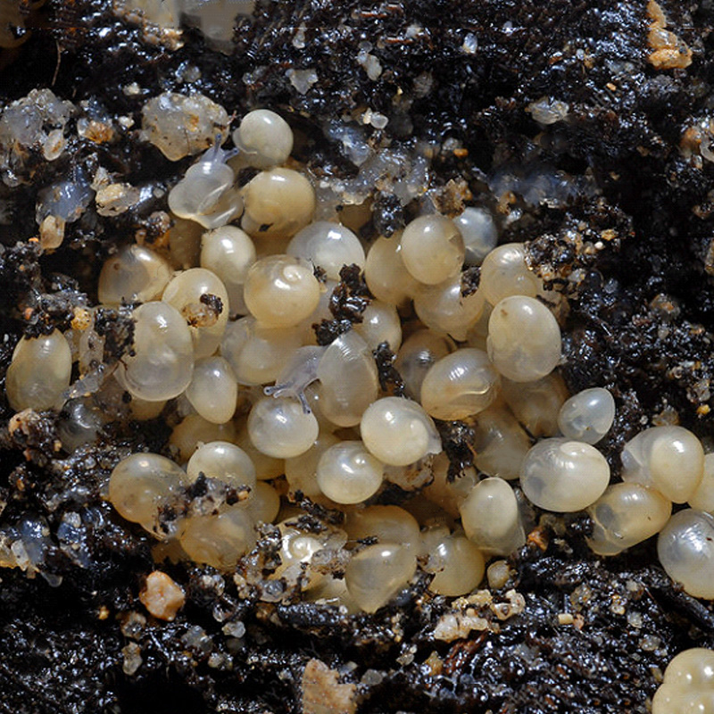 Bébés Escargots – Image 2